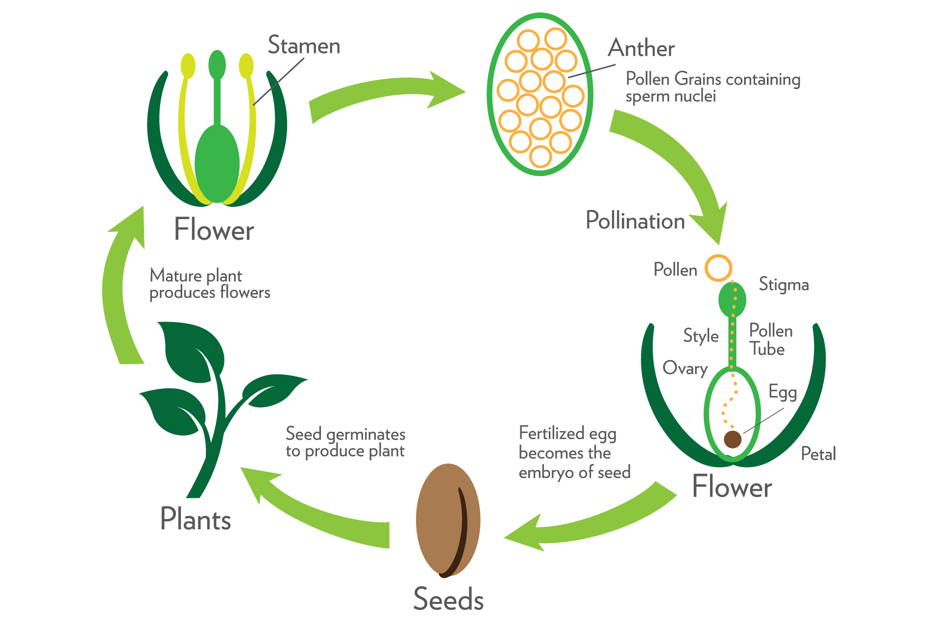 What Is Obtained During Sexual Reproduction In Plants 2012